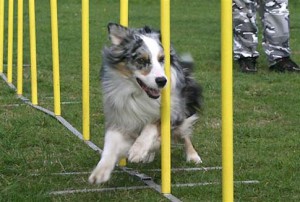 dog-agility-training2.jpg